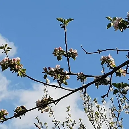 Frühstückspension A Bella Scusa