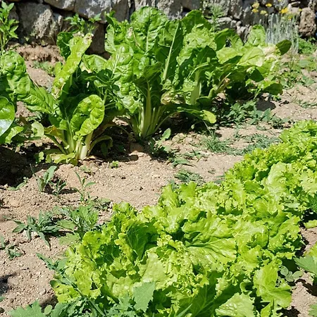 A Bella Scusa Bastelica